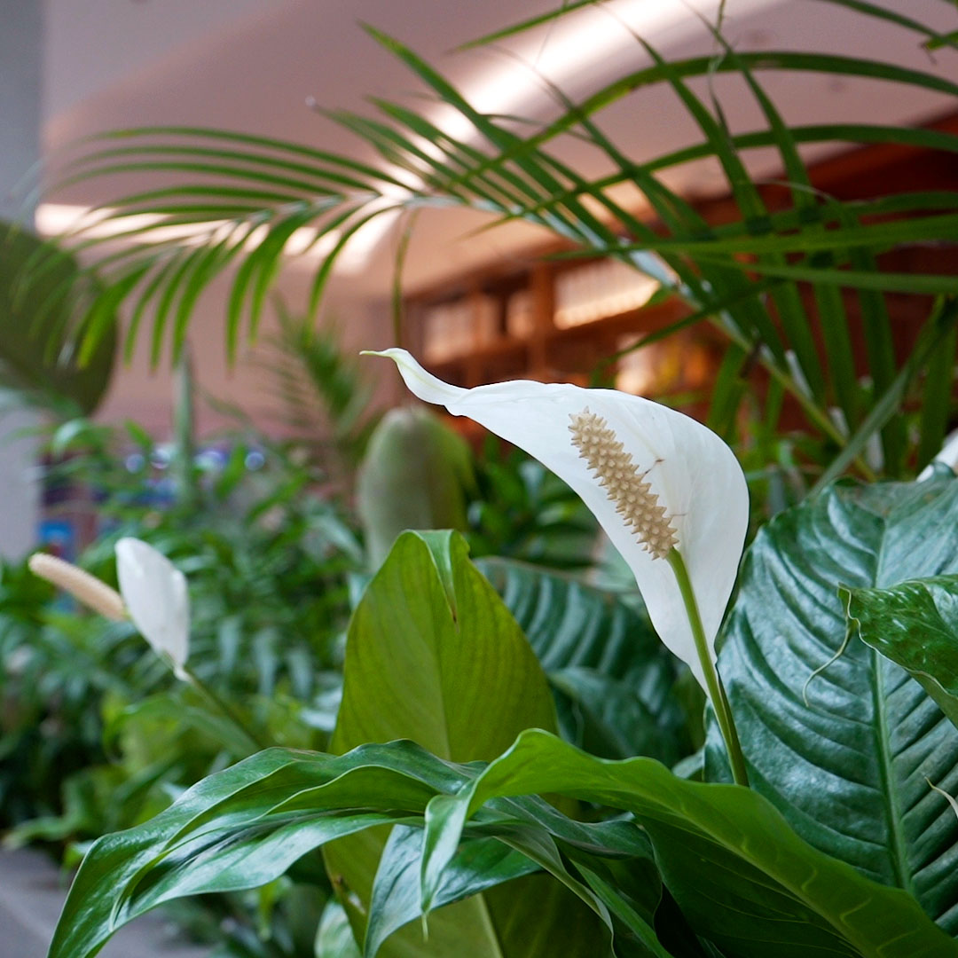 Eventos del solar centro comercial